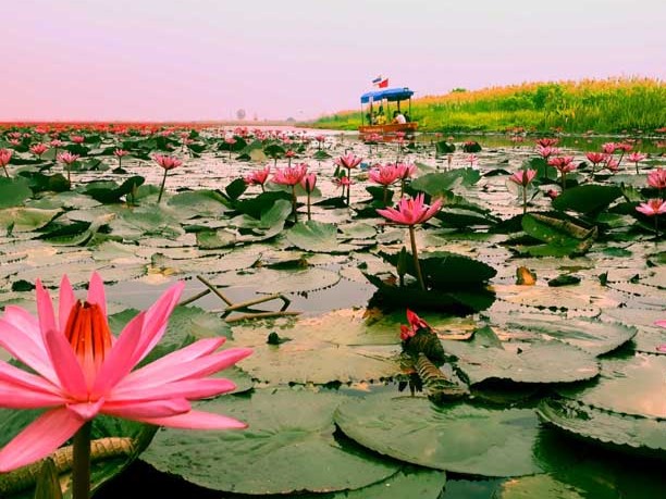 Red Lotus Lake